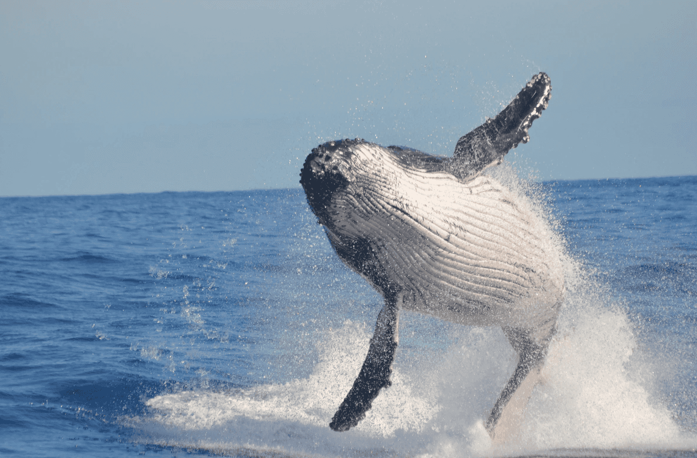 Georgia Aquarium proposal, viral beluga whale, Qinu the whale, Olivia Walsh TikTok, funny proposal videos, beluga whale jaw drop, aquarium engagement