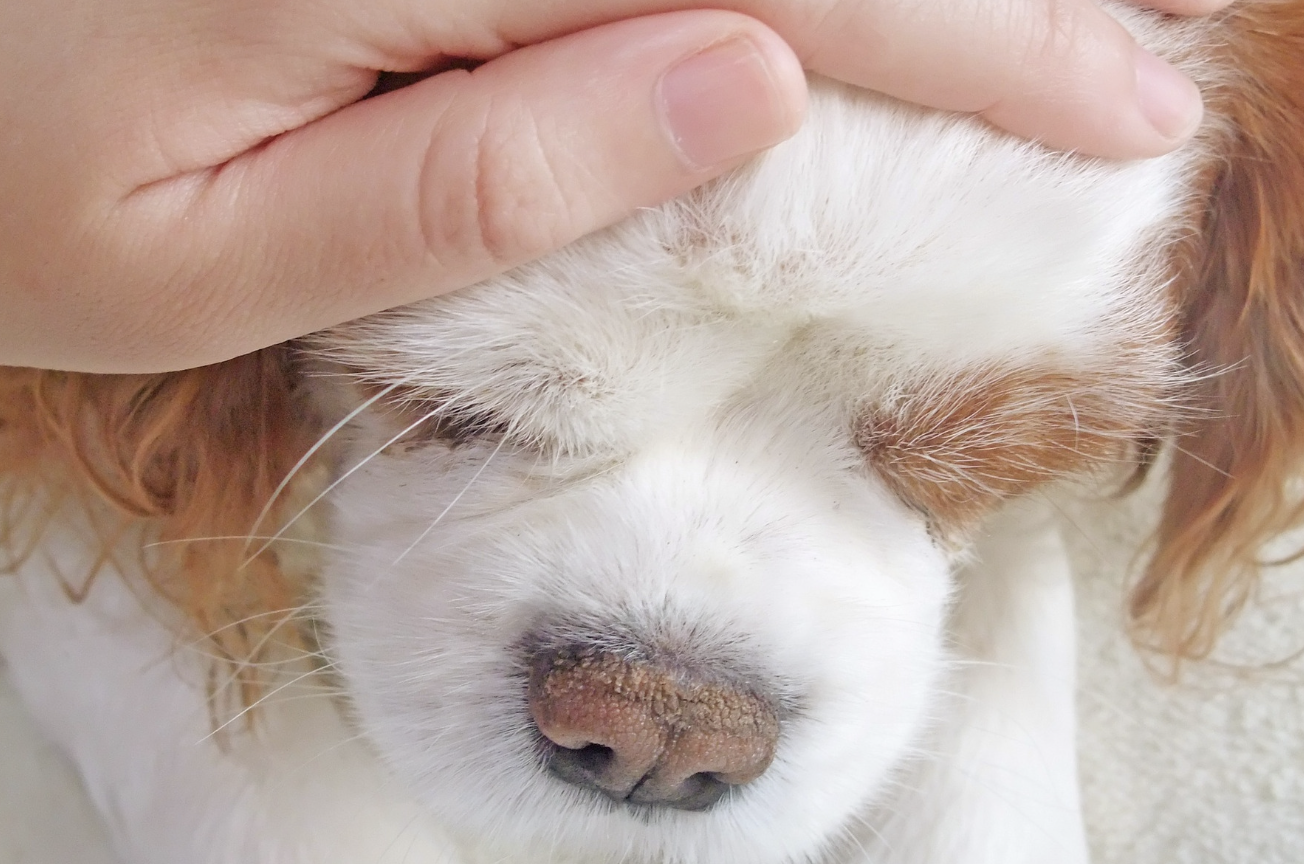 Brinkley the dog, dog rallying before death, terminal cancer in dogs, Alex Blumenfeld TikTok, miracle pet recovery, dog euthanasia stories, terminal lucidity pets