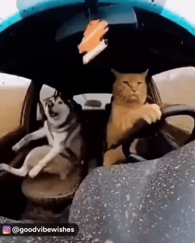 car grab handle, oh shit handle, viral tweet, driving humor, Taylor Myers, car interior features, funny driving memes, passenger anxiety