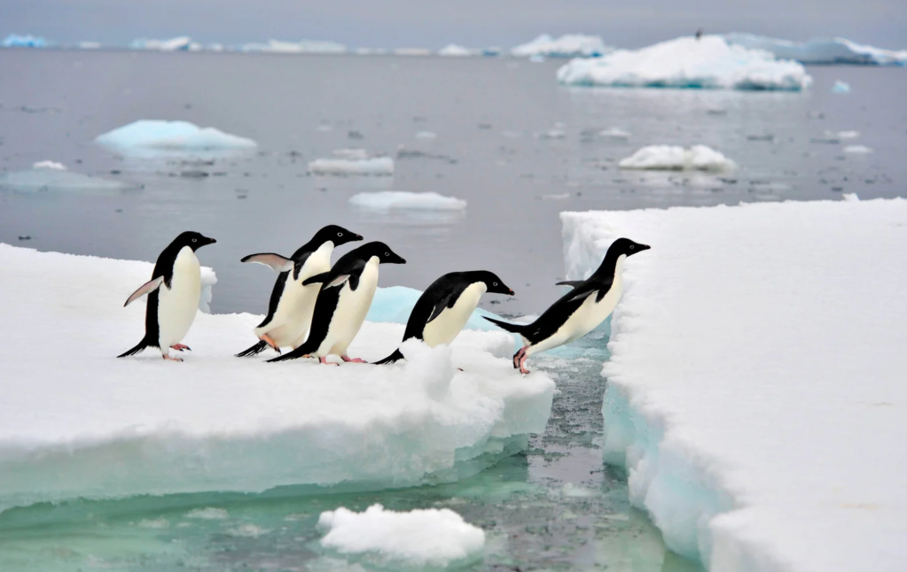 BBC Dynasties penguins, David Attenborough intervention, nature documentary ethics, camera crew saves penguins, Emperor penguins Antarctica, Will Lawson director, wildlife filmmaking rules