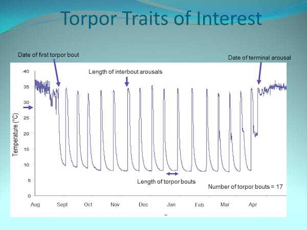 Mating strategy, Biology, Wildlife, Predictions, Mating, Hibernation, Groundhogs, Torpor, Wildlife biology