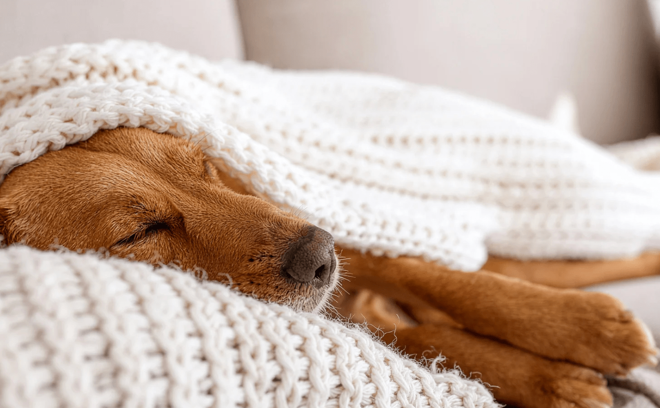 Brinkley the dog, dog rallying before death, terminal cancer in dogs, Alex Blumenfeld TikTok, miracle pet recovery, dog euthanasia stories, terminal lucidity pets