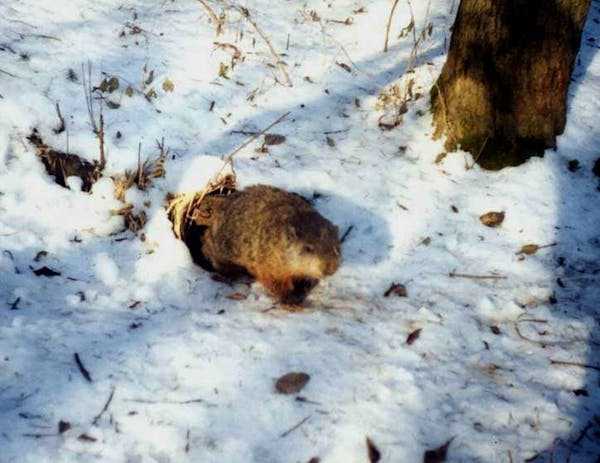 Mating strategy, Biology, Wildlife, Predictions, Mating, Hibernation, Groundhogs, Torpor, Wildlife biology