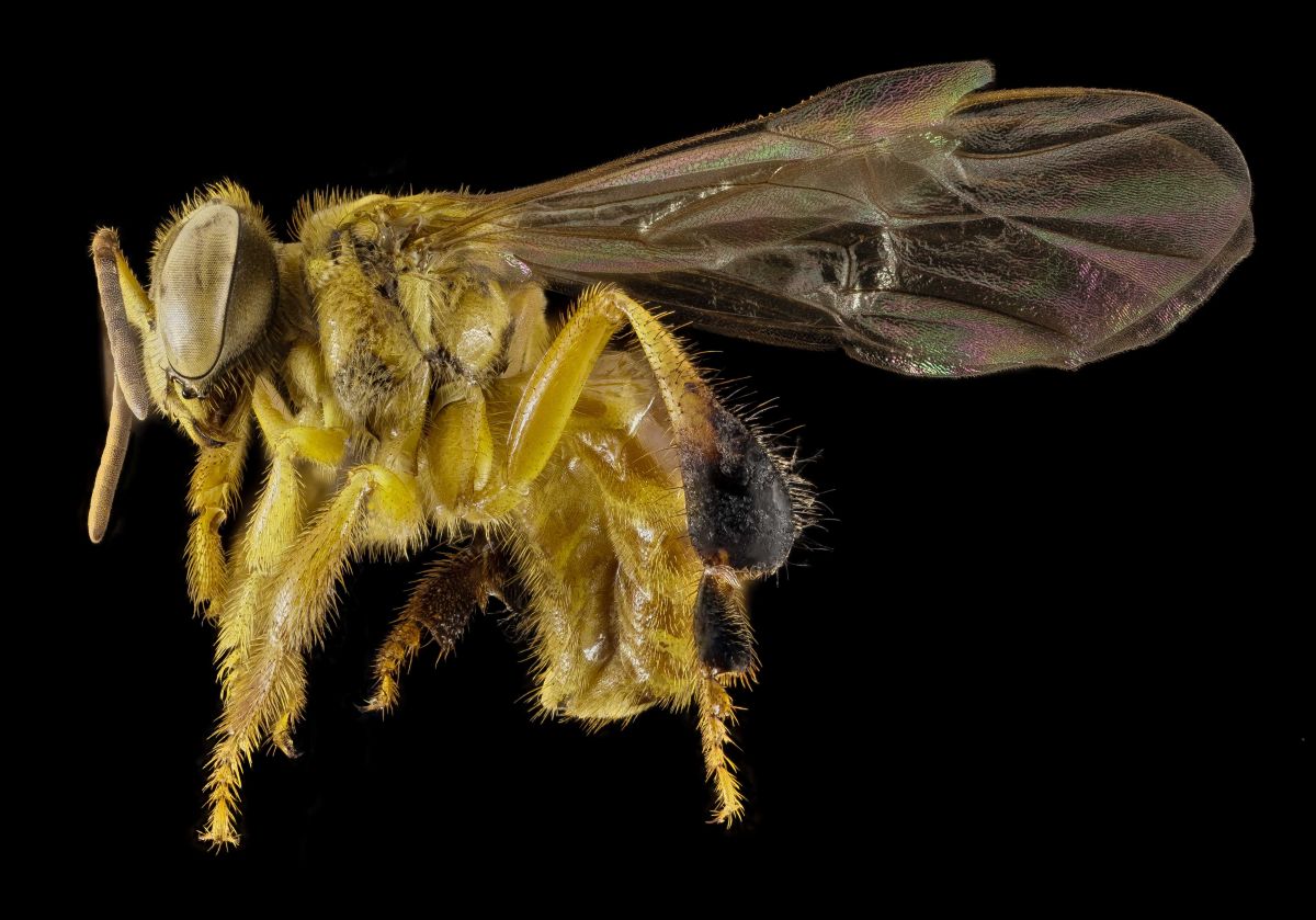 2025 ordinance, Amazon Research International, pollinator, indigenous, ecosystem, harmful chemicals, nature, carbon capture