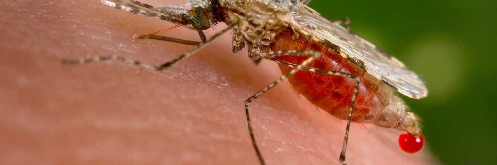 Children's health, Public health, Vaccines, Malaria, Africa, Global health, Drug resistance, Asia, Artemisinin, Plasmodium, New research, Disease spread