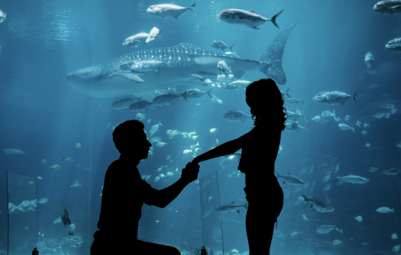 beluga whale, proposal, Georgia Aquarium, viral video, engagement