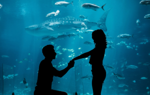beluga whale, proposal, Georgia Aquarium, viral video, engagement