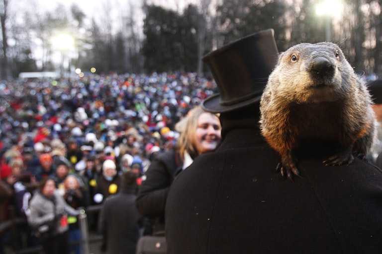 Mating strategy, Biology, Wildlife, Predictions, Mating, Hibernation, Groundhogs, Torpor, Wildlife biology