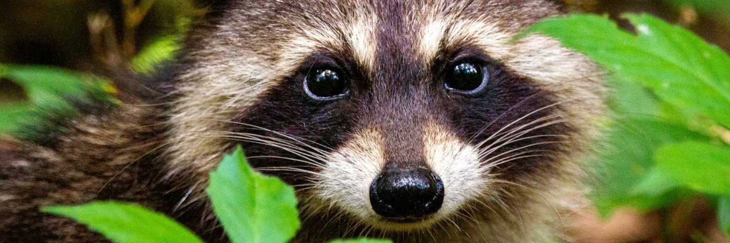 Raccoons break into liquor stores, scale skyscrapers and pick locks – studying their clever brains can clarify human intelligence, too