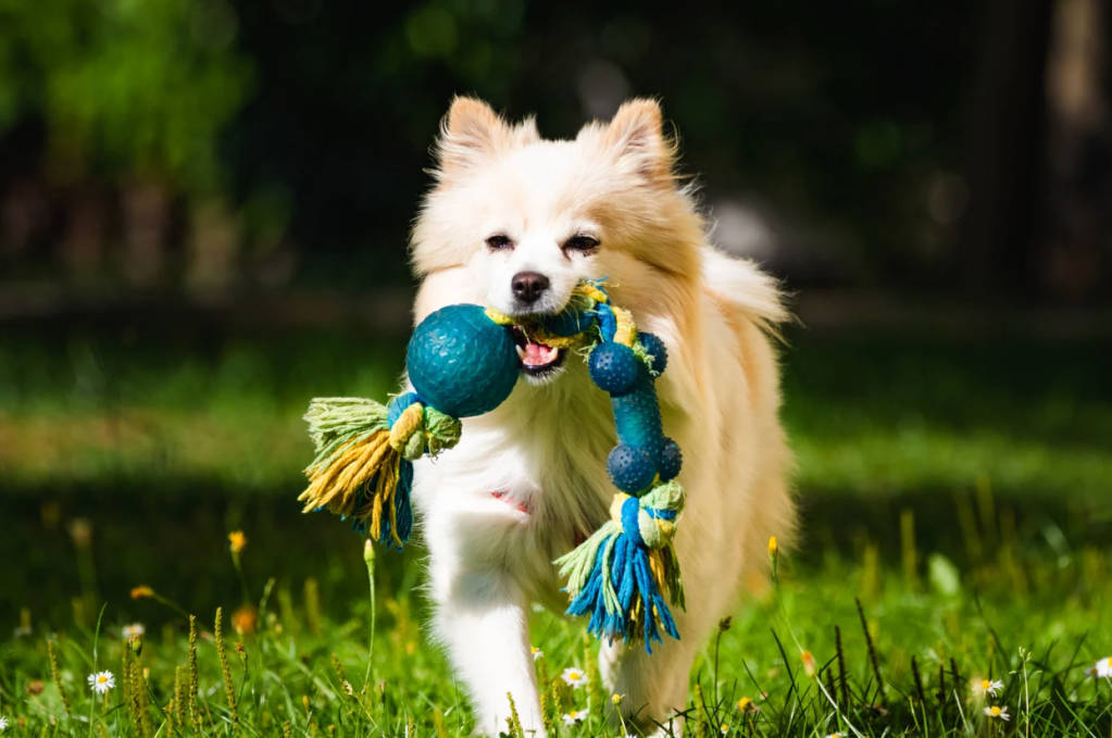 dogs, language, dog training, scientific experiment, pet study