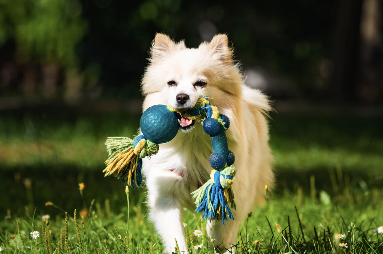 dogs, language, dog training, scientific experiment, pet study