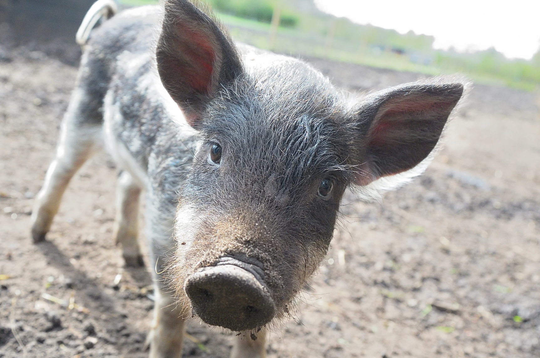 future predictions 2075, barbaric habits, Reddit AskReddit, societal change, medical advancements, factory farming, child influencers, future tech, cultural shifts