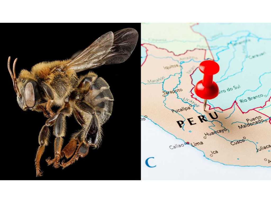 bees, stingless bees, Amazon, Peru, Peruvian Amazon, maps, Melipona, legal rights, pollen