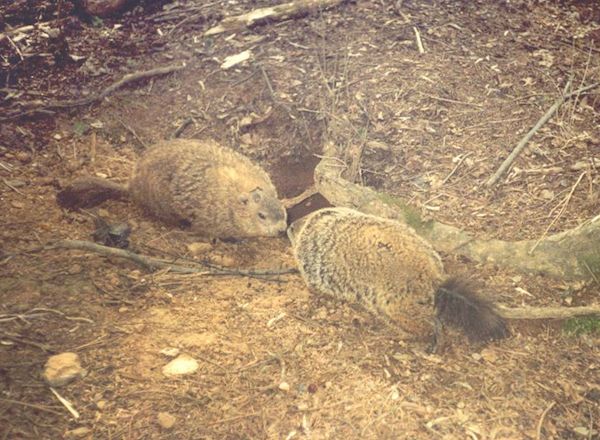 Mating strategy, Biology, Wildlife, Predictions, Mating, Hibernation, Groundhogs, Torpor, Wildlife biology