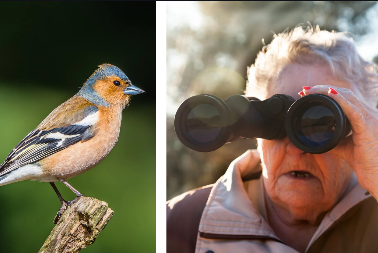 birdwatching, scientific study, neuroscience, brain health, aging