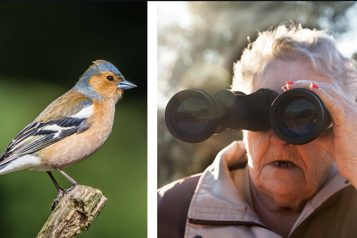 birdwatching, scientific study, neuroscience, brain health, aging