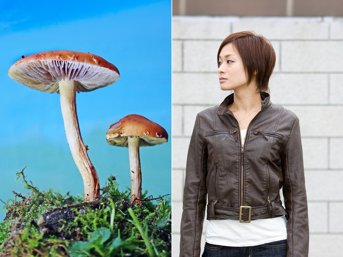 mushrooms, vegan leather, leather, mycelial leather, environment, clothing, sustainable clothing