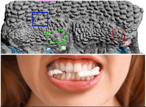 teeth, scientific discovery, evolution, chewing, fish