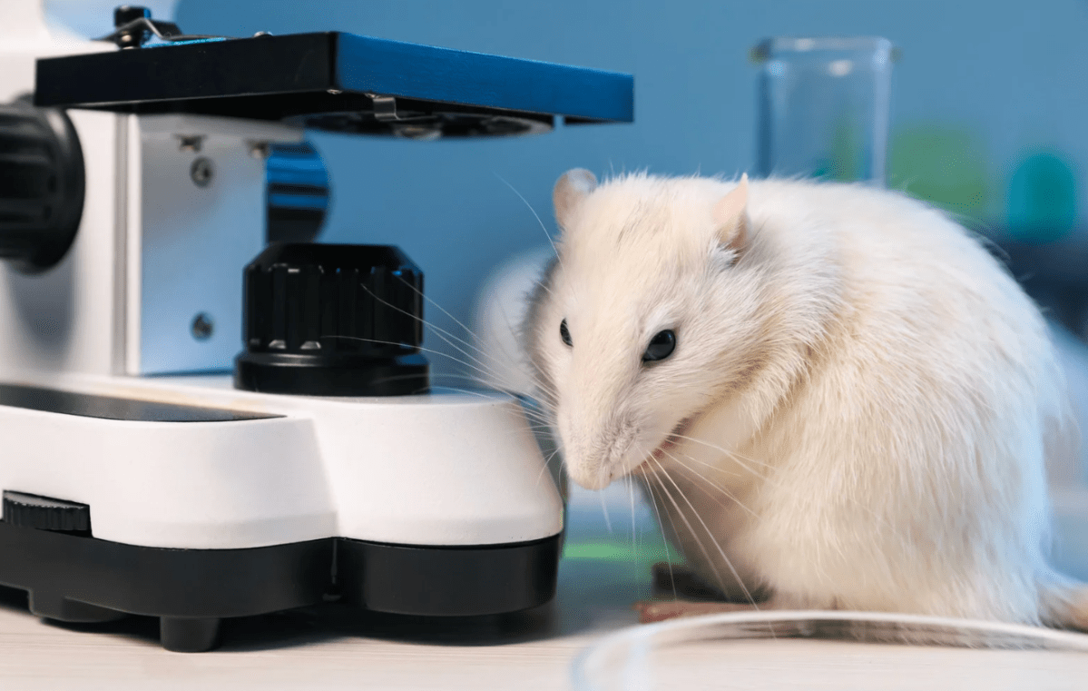 memory loss reversal, FTL1 protein, brain health, cognitive decline, UCSF research, aging breakthroughs, MIND diet, neuroscience, alzheimers prevention, neuroplasticity