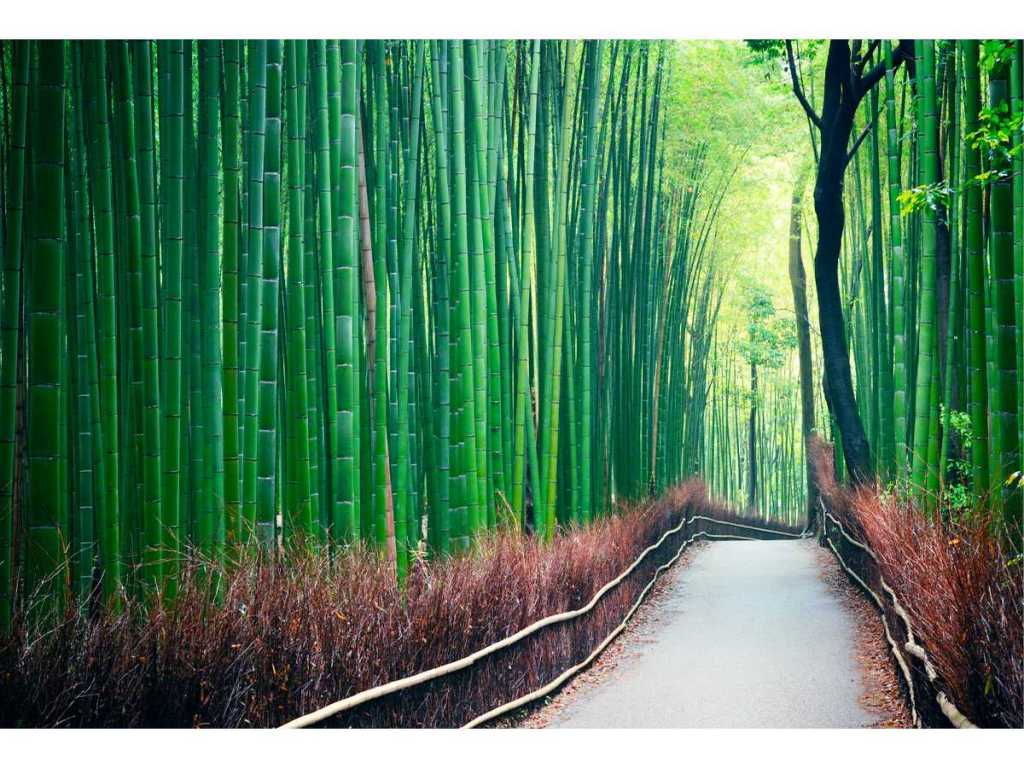 bamboo, bioplastic, BM-plastic, cellulose, sustainability, biodegradable, innovation, eco-friendly