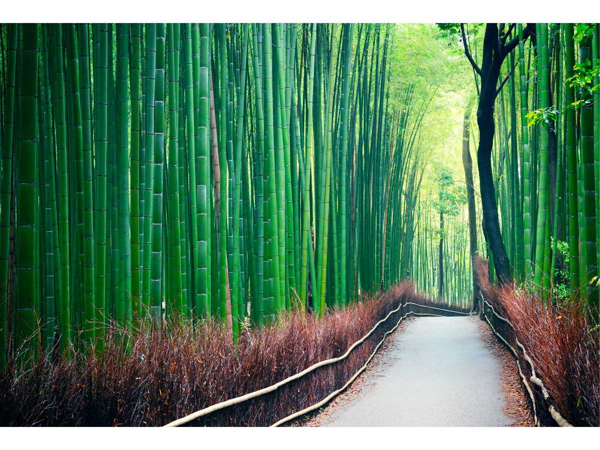 bamboo, bioplastic, BM-plastic, cellulose, sustainability, biodegradable, innovation, eco-friendly