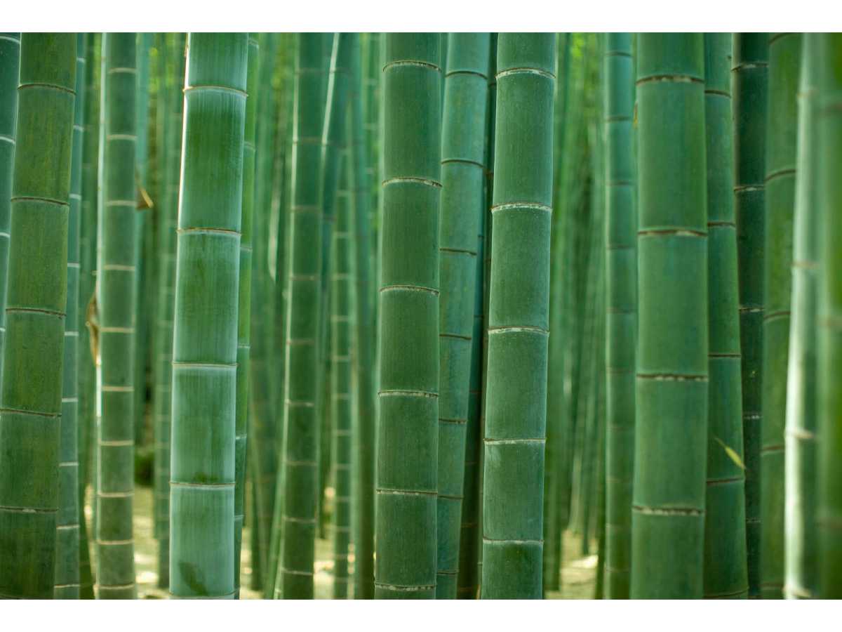 farming, manufacturing, affordablility, production costs, crops, timber, plantations