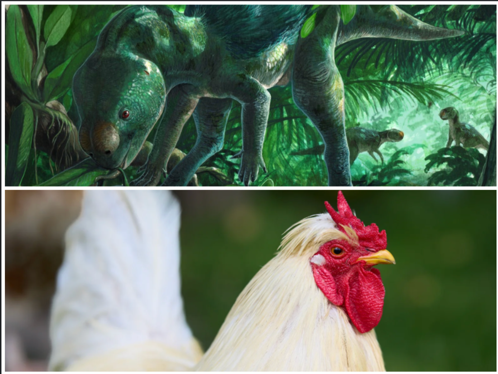 dinosaur, scientific discovery, fossils, evolution, science