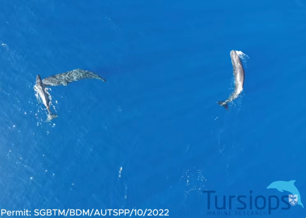 Researchers capture sperm whales headbutting on camera, validating what sailors have said for centuries