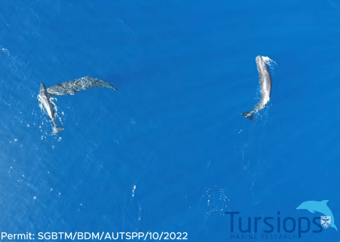 sperm whales, science, nature, head-butting, drone video, University of St. Andrews, mammals, whales