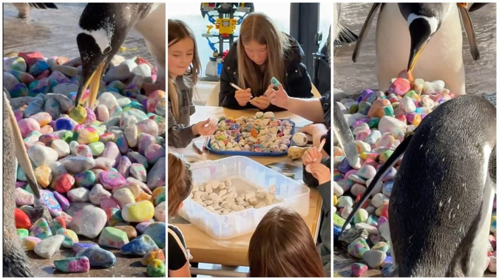 Scottish children are helping penguins find mating partners with these tiny, painted stones