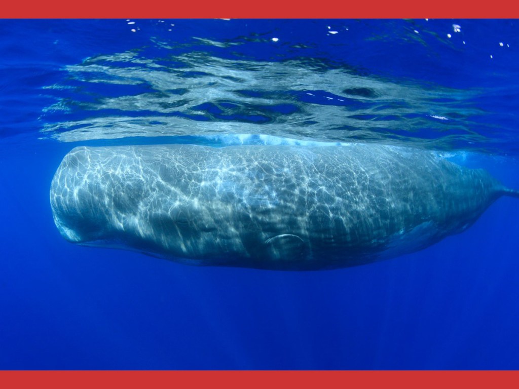 ocean mammals, sperm whales, non-aggressive behavior, language, social structures