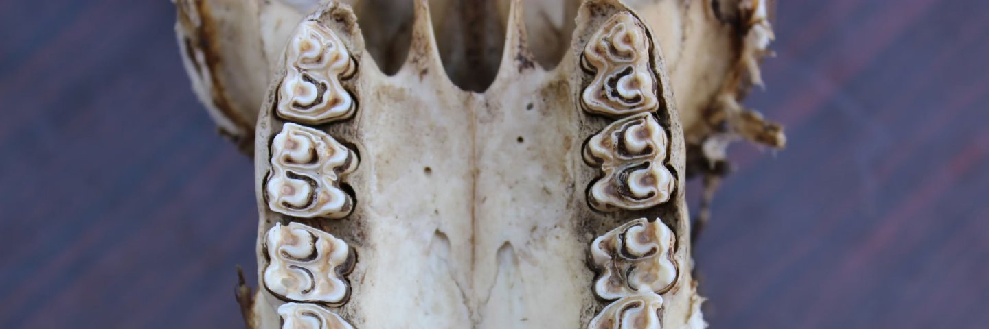 Chemicals in your tooth enamel record evidence of your diet that can last millions of years.