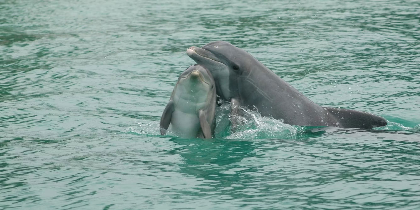 two dolphins surfacing together