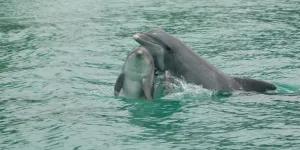 two dolphins surfacing together