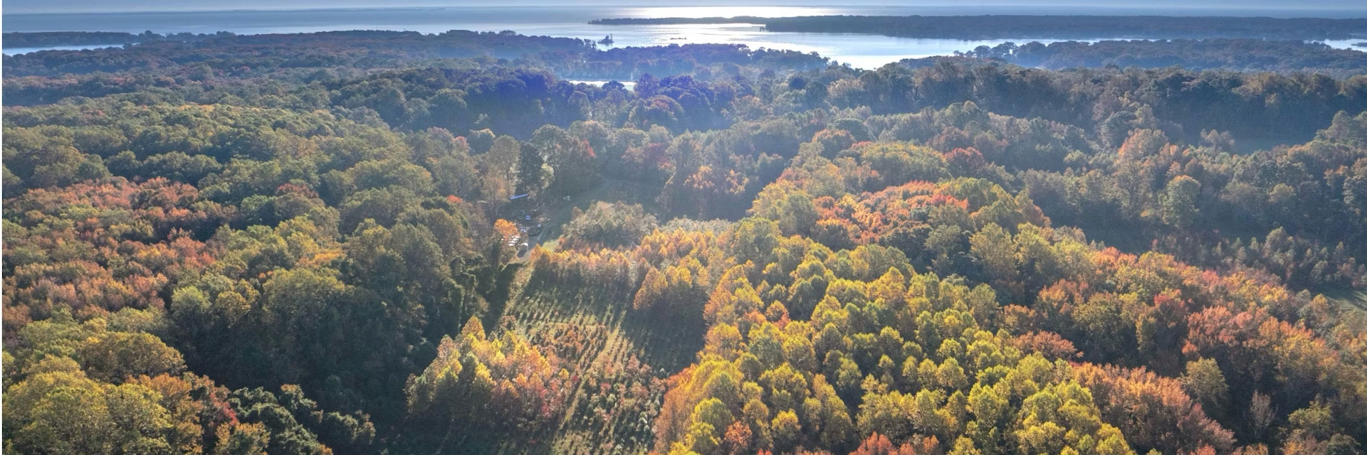 A long-running experiment is testing tree mixes to develop the healthiest forests.