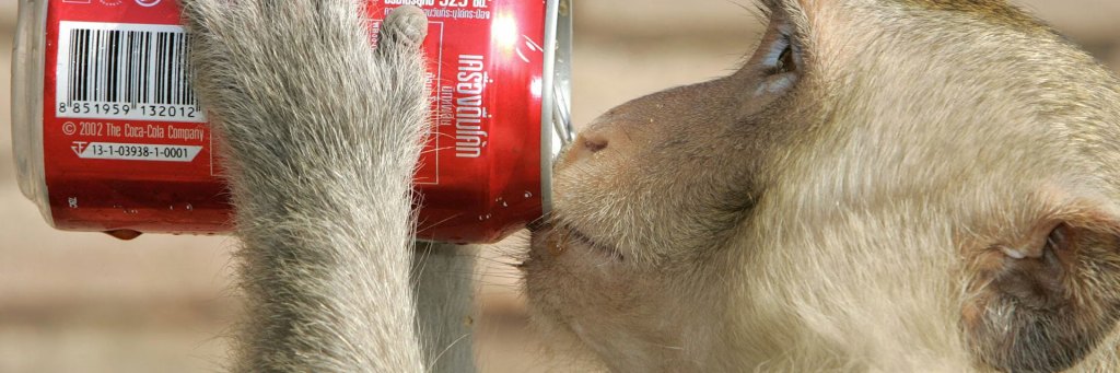 A monkey swipes a soda in Thailand.