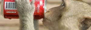 A monkey swipes a soda in Thailand.