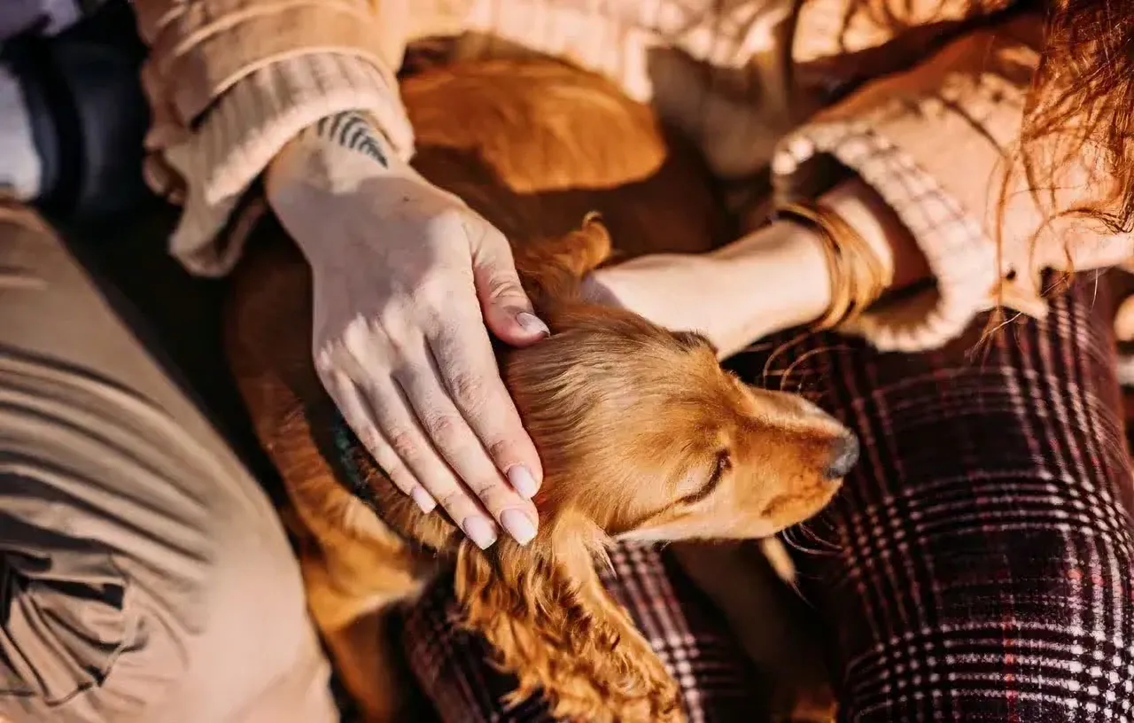 A dog rests on its owner's lap as they pet its head.