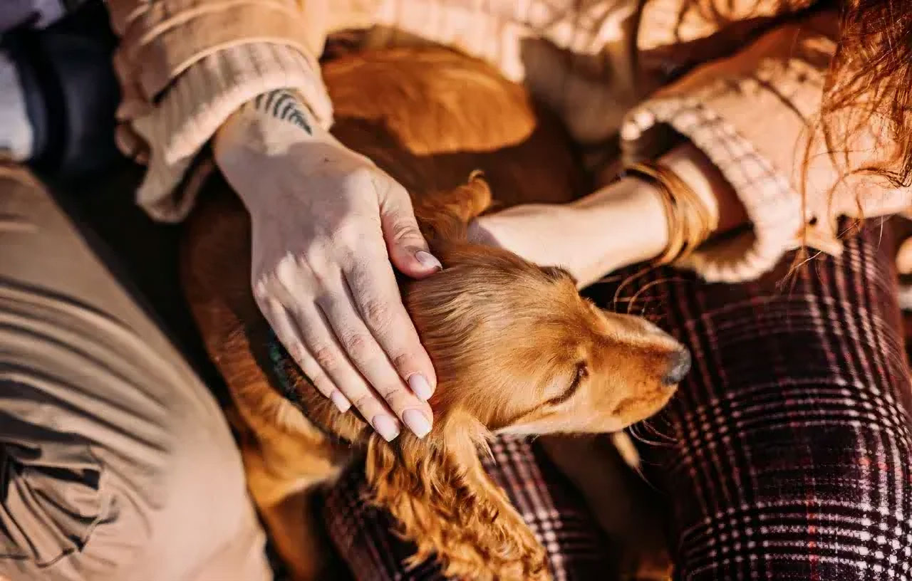 A dog rests on its owner's lap as they pet its head.