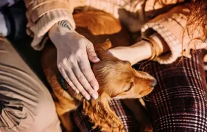 A dog rests on its owner's lap as they pet its head.