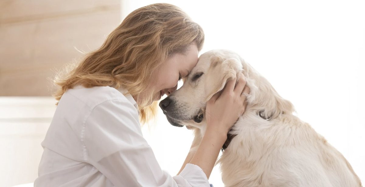 dogs, senior dog, veterinary care, lifespan, medicine