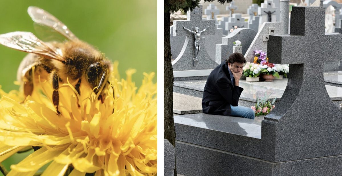 bees, cemetery, environment, agriculture, conservation