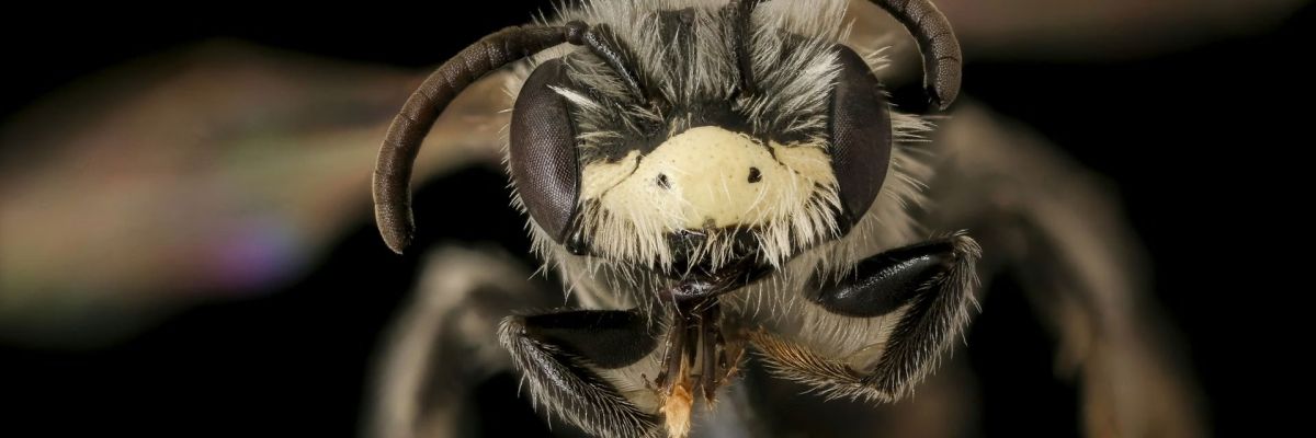 This wild ground bee, Andrena nothoscordi, is typically found in the U.S. Midwest and Southeast and loves false garlic flowers.