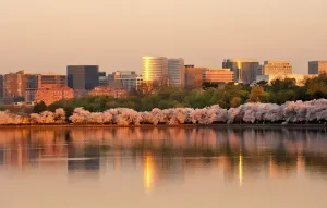 A sunrise view of a row of cherry blossom trees and the Rosslyn skyline reflected in the Tidal Basin in Virginia.