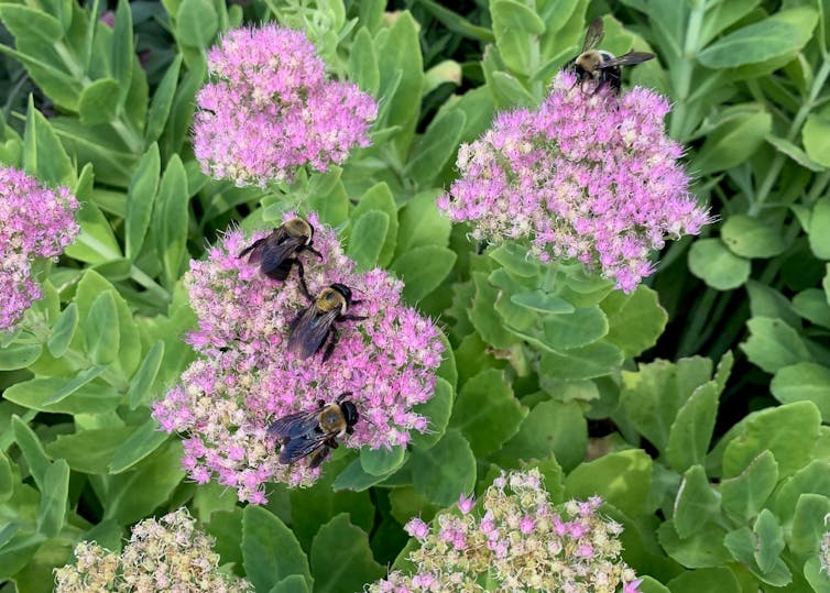 Three bees on a flower