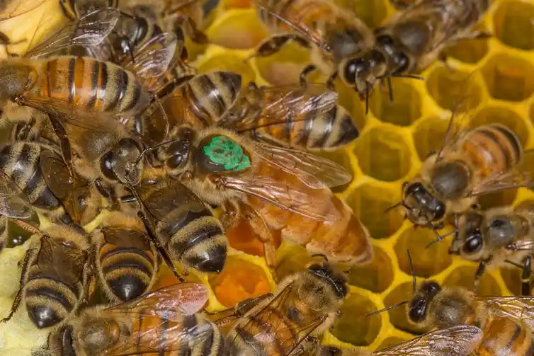 The queen bee is marked with nontoxic green paint to make her easy to find when examining the health of this Apis mellifera European honey bee hive in Maryland.