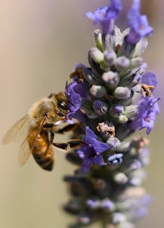 A bee with its face in a flower.