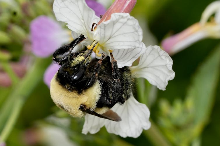 A chunky bee on a flower with pollen on its legs.