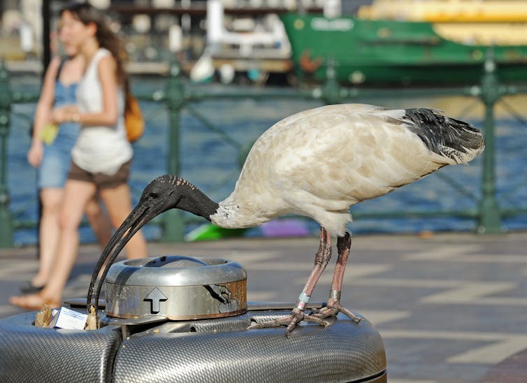A large white bird with a black head and curved black beak picks through a trash bin along a waterfront area.