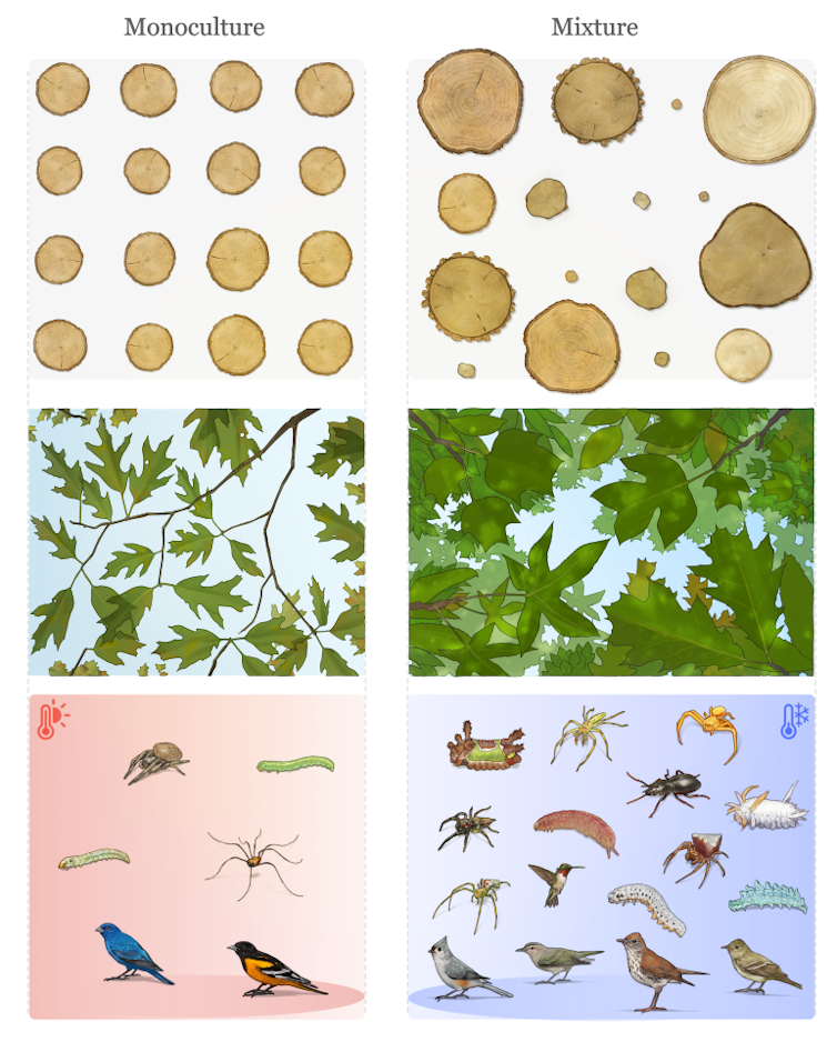 An artist's rendering of the diversity found in mixed-species plots compared to monoculture shows larger trees, more shade and cooling and more species below.